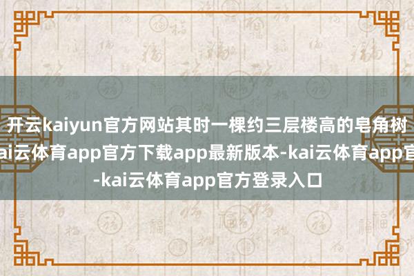 开云kaiyun官方网站其时一棵约三层楼高的皂角树瞬息倾倒-kai云体育app官方下载app最新版本-kai云体育app官方登录入口